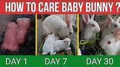 Baby bunny care | Baby rabbit care with 30 day update