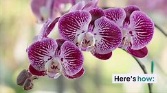 How to Grow and Care for Moth Orchid
