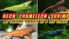 Rare Chameleon Babaulti Shrimp! - Care at 5 Life Stages: Berried, Saddled, Juvenile, Fry, & Nano Age