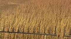 everyone saying tornado but nobody saying windex #tractor #agriculture #farmlife #case300 #johndeere #tractorlife #fendt #reels #jattlife #trendingreels #farmer #jatt #newholland #thankful #peanuts #Harvest2024 | Farmer Technology