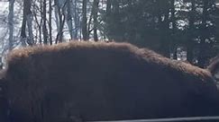 A Buffalo Peeing