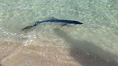Requins près des plages : un biologiste dénonce la "psychose bleue" et la désinformation