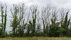Ash dieback continues to devastate Irish tree population