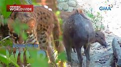 Encountering Visayan leopard cats and warty pigs in a wildlife facility | Born to be Wild
