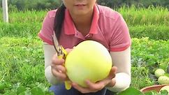 Harvest Yellow Melon: Freshly Harvested and Ready for Sale!