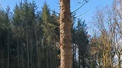 Tree Fell UK England