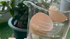 128_New garden care trick feed your plants with egg shells #flower #plants #garden #tips #soiltester #s | Emerson Campbell