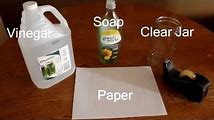 How to Get Rid of Fruit Flies with Vinegar - DIY Traps That Work