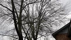 #Altec#Buckettruck #treetrimmingtime #ripsaw #echo2511 Out On A Limb Tree Service | Mark K Rosenbaum