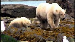 L'ours polaire (Documentaire : Les grands carnivores)
