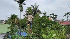 Overwhelmed when cutting trees high on the roof after the night rain | Cut down trees, cutting down