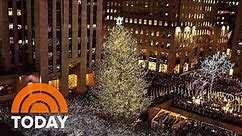 Meet the 2021 Rockefeller Center Christmas Tree
