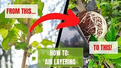 Air Layering Our Fruit Trees using Propagation Balls Urban Homestead | How To