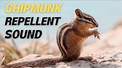 Chipmunk Repellent Sound || Suara Pengusir Tupai Tanah