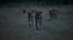 Watch A Year on Planet Earth: Season 1, Episode 4, "Episode 4: Autumn" Online - Fox Nation