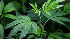 Florida ban on smokable medical marijuana ruled unconstitutional
