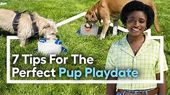 7 Tips for the Perfect Pup Playdate