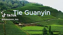 One of the best Oolong Tea from our tea garden #teagarden #springtea #tieguanyin #oolongtea #oolong #teagarden
