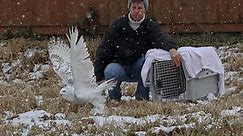 Rehabilitated snowy owl released at the grasslands in Fort Edward