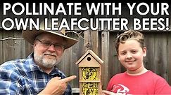 How to Raise Leafcutter Bees as Garden Pollinators || Black Gumbo