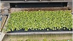 Planting Impatiens... - Darrell Norris & Son Greenhouses