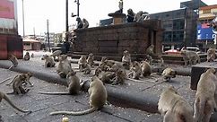 VIDEO: Thousands of monkeys are roaming the streets of a town in Thailand