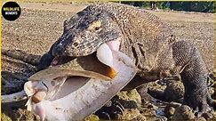 Komodo Dragon Pays Dearly When It Tries To Swallow Wild Boar And What Happens Next?