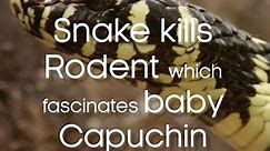 Wild Brazil: Snake kills rodent and intrigues capuchin monkey