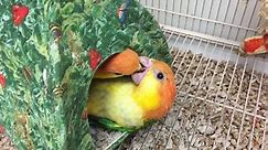 Caiques at play.... - The Parrot and Bird Emporium