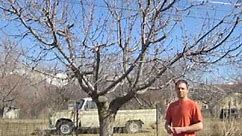 How To Prune Old Cherry Trees
