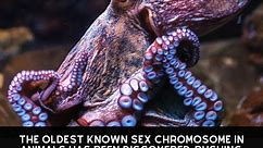 Oldest known sex chromosome emerged 248 million years ago in an octopus ancestor