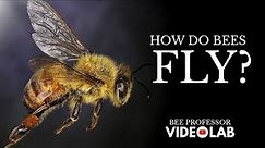 How Do Bees Fly? Unraveling The Secrets Of Bee Flight