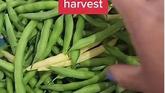 How & why you should blanch green beans before freezing. I just harvested a ton of Harvester & Golden Wax green beans. I blanch them before freezing to lock in nutrients & texture. This is the same method I use for broccoli & cauliflower. Grow the same green beans I show in this video with seeds from my website www.jerrasgarden.com. #harvest #freeze #preservation #foodpreservation #greenbeans #blanch #vegetablegarden #floridagardening #urbangarden #easyrecipe #cooking #gardening101 #grow #garden
