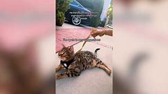 Watch Cat's Hilarious Tantrum Whenever He Has To Go Inside