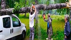 Cutting down large trees that fell on cars