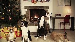 Trained dogs bark "Jingle Bells" together.