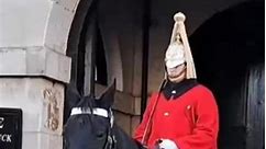 A nip on the leg #horseguardsparade | King Guard UK