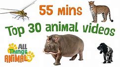 * TOP 30 AMAZING ANIMALS FOR KIDS * | Playlist | All Things Animal TV