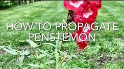 How To Propagate Penstemon, How To Take Penstemon Cuttings, Plant Propagation