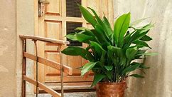 How to Grow and Care for Cast Iron Plant