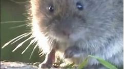 Moles or Voles? Learn How to Tell Them Apart and Take Action #shorts