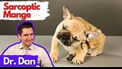 How Do You Use Happy Jack Sarcoptic Mange? | PetThings