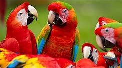 All mutations of Rare Macaws at one place
