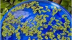 Biologically enhanced my bird bath with aquarium plants, yur welcome birds! 🤪🤪🤪 #fish #plants #nature #aquarium | Aquapros