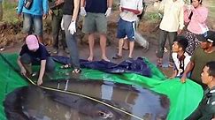 ‘World’s largest’ freshwater fish caught in Cambodia