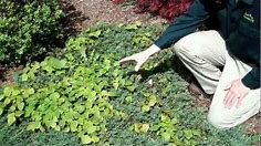 How to Weed Garden Landscape Beds