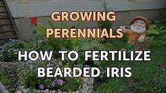 How to Fertilize Bearded Iris