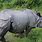 1 Horn Rhino
