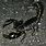 A Black Scorpion