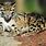 A Clouded Leopard